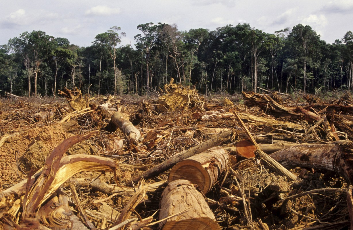 Parar_la_deforestacion_disminuira_emisiones_de_CO2_en_una_quinta_parte