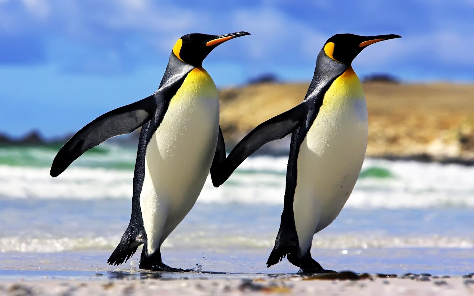 Pinguinos-emperador