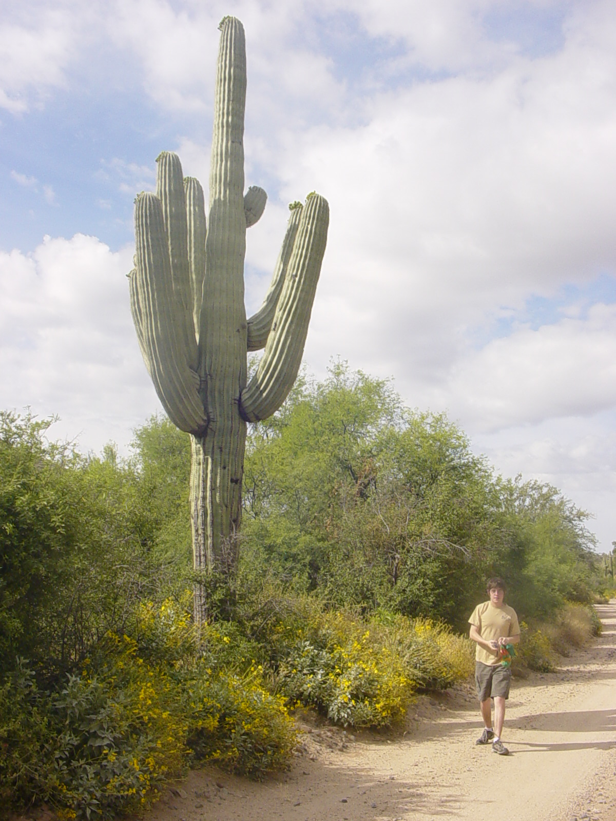 Saguaro_Cactus