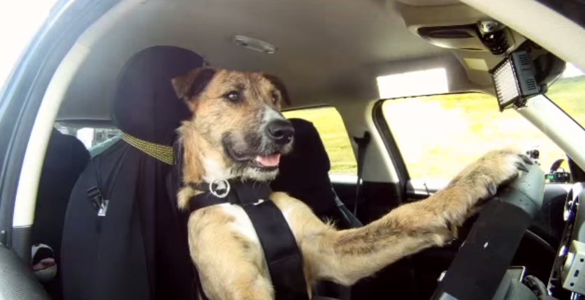 perro-conduciendo-coche-conductor