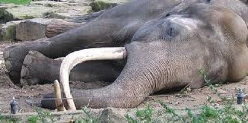 muere el elefante más grande del mundo