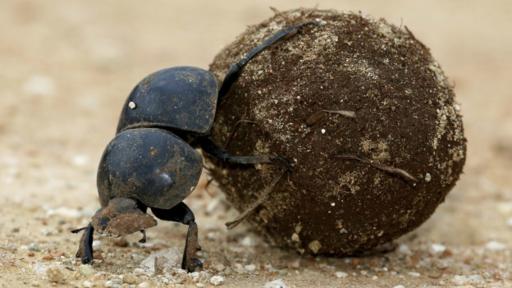 escarabajo y semilla que imita ser excremento