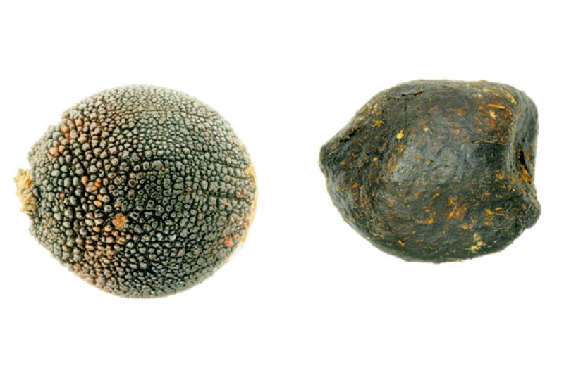 semilla Ceratocaryum argenteum 