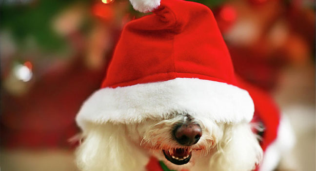 6 peligros para perros en navidad
