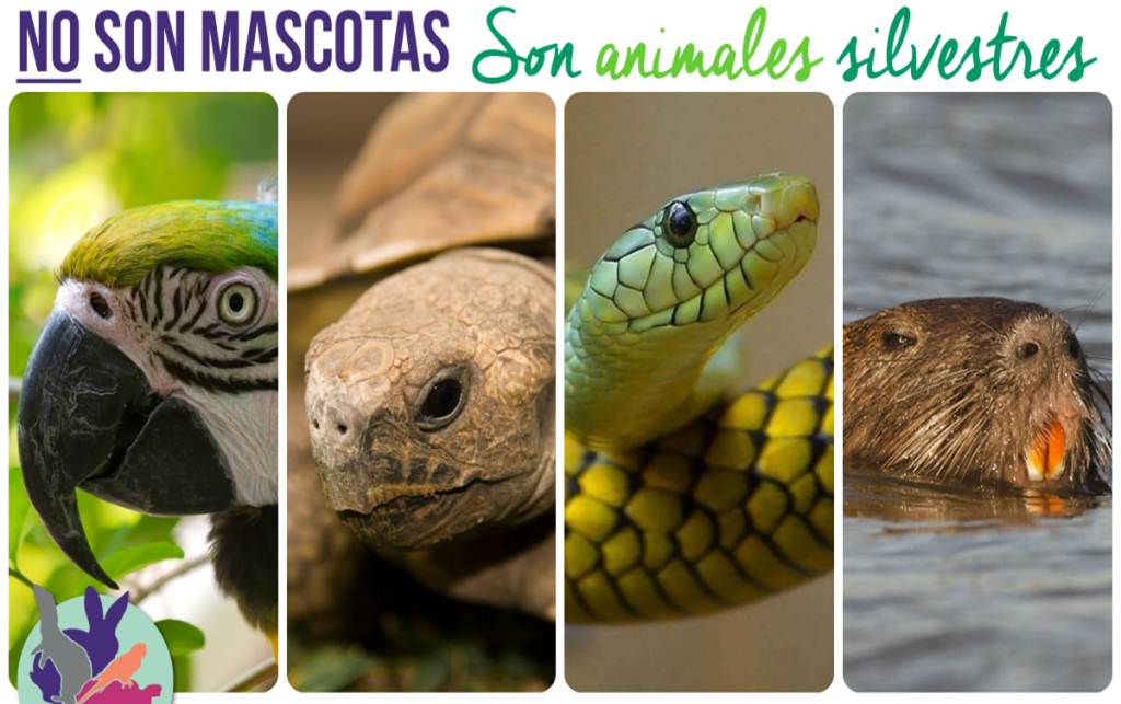 animales silvestres