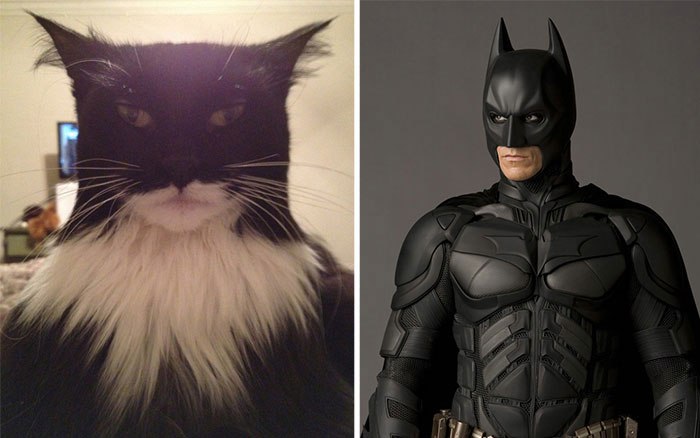 Gato Batman