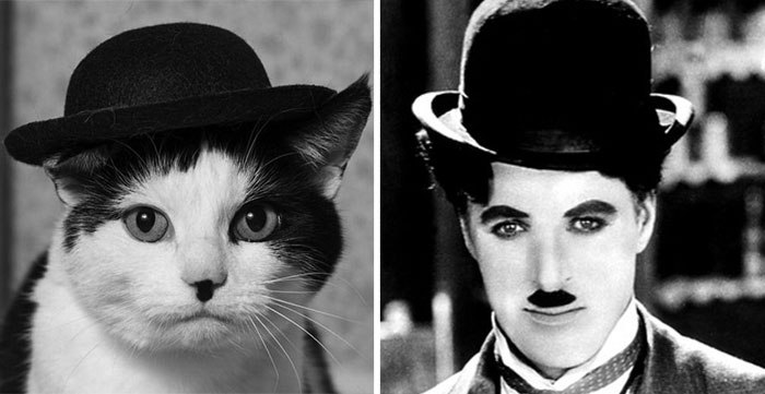 Gato Chaplin