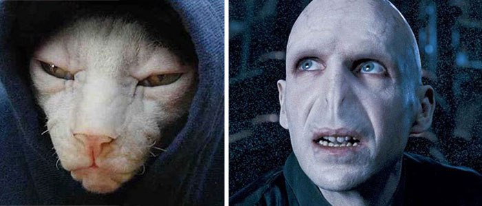 Gato que se parece a Voldemort