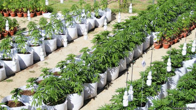 cannabis plantación legal