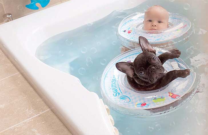 perro bebé piscina