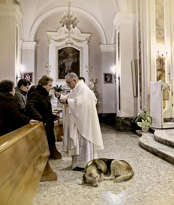 perro va a misa todos los días