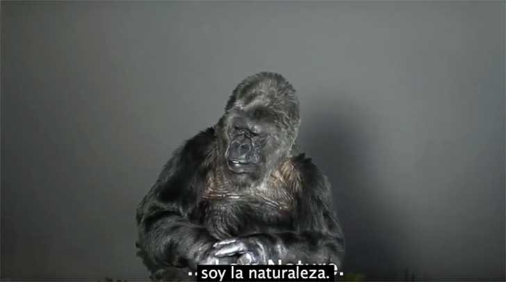 gorila koko mensaje