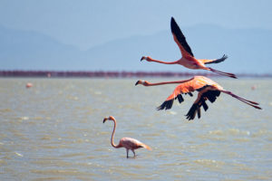 Flaminenco americano, Los Olivitos, Zulia